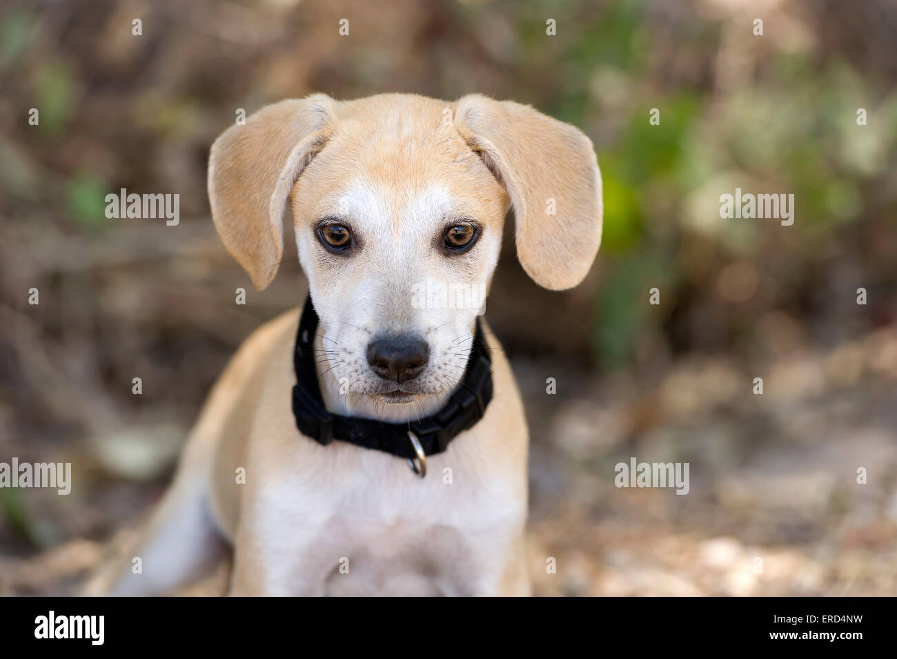Un simpatico faccia da cucciolo closeup all'esterno. Foto Stock