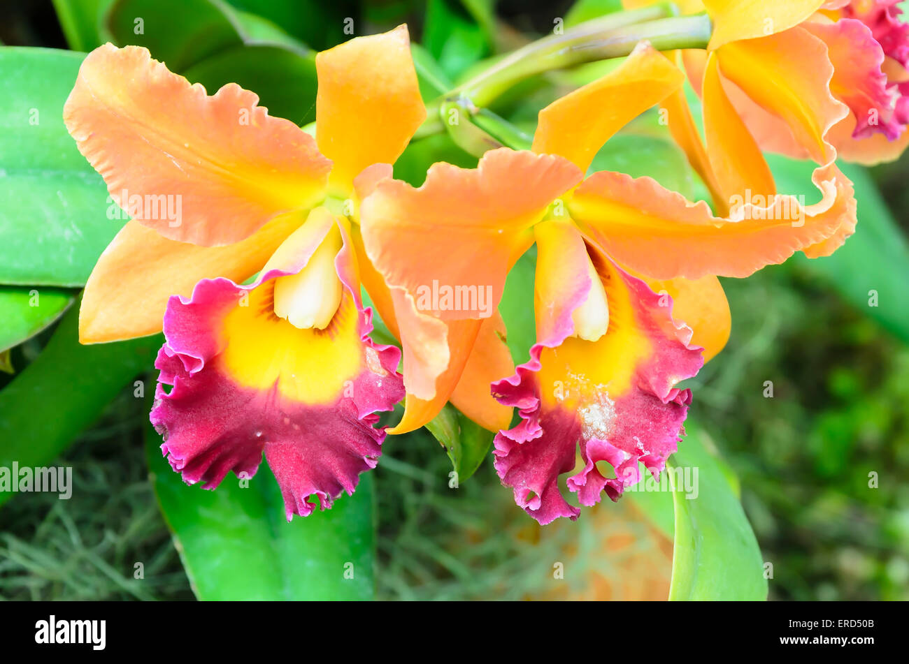 Cattleya hybrid orchid, giardini dalla baia, Singapore Foto Stock