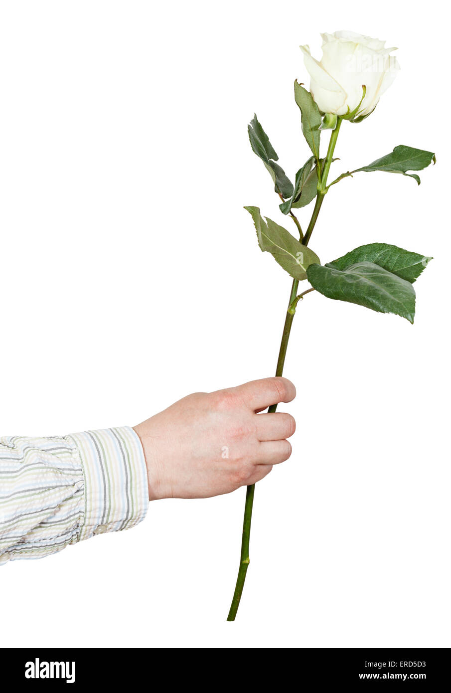 Maschio lato dando un fiore - rosa bianca isolata su sfondo bianco Foto Stock