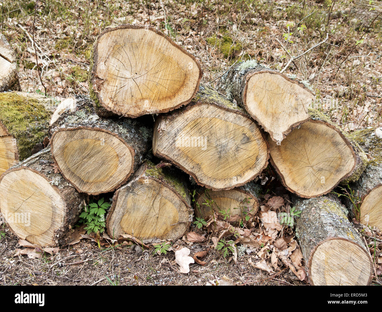 Alcuni stock di quercia dal legno sarà legna da ardere Foto Stock