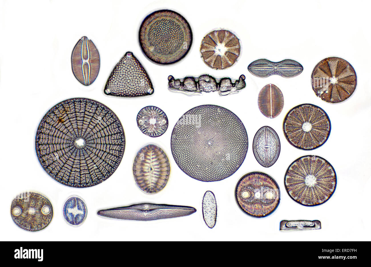 Campo chiaro fotomicrografia, fossili diatomee, Lomita USA, variegata selezione di forme Foto Stock