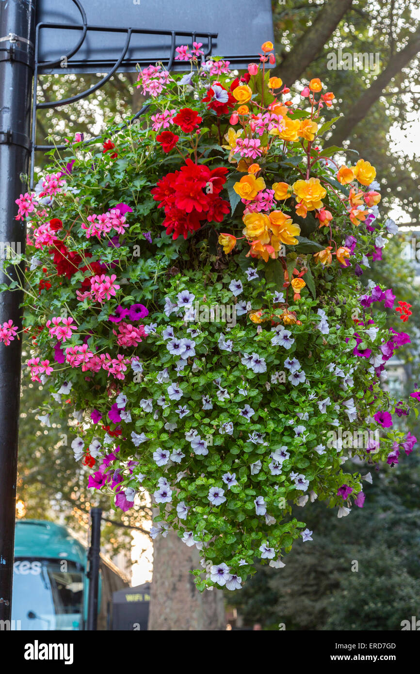 Regno Unito, Inghilterra, Londra. Fiori in un aggancio Fioriera, Westminster. Foto Stock