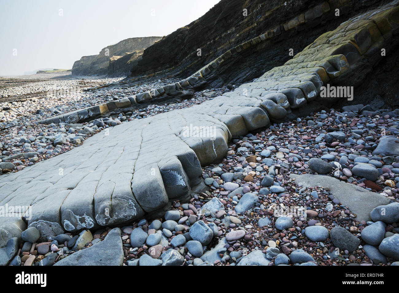 Bande alternate di cuscinetto di fossili di calcare e roccia esposta lungo la Jurassic Coast di West Somerset vicino Oriente Quantoxhead Foto Stock