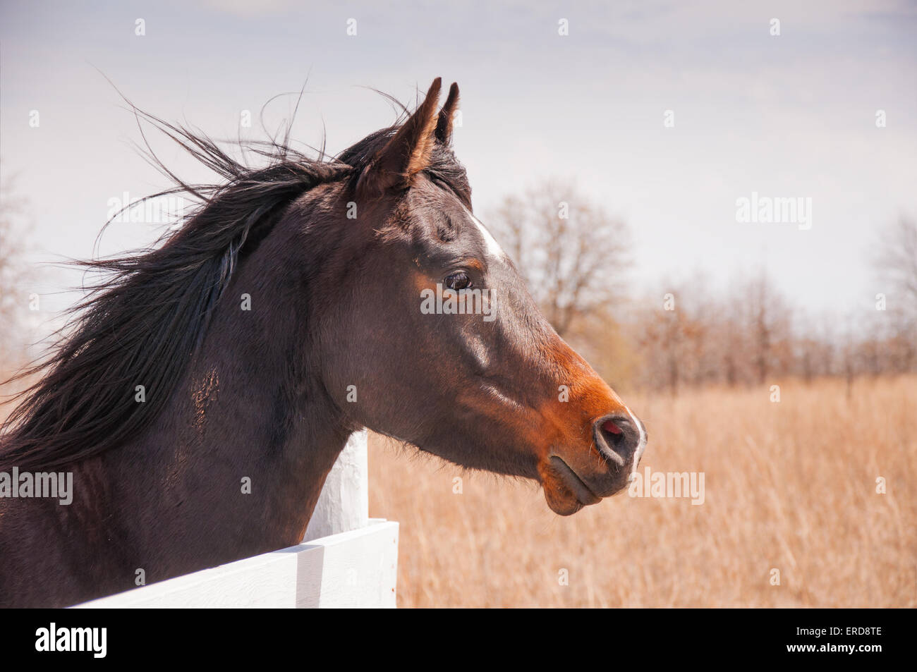 Dark bay Arabian Horse cerca su una lavagna bianca recinto su una soleggiata giornata invernale con la sua criniera al vento Foto Stock