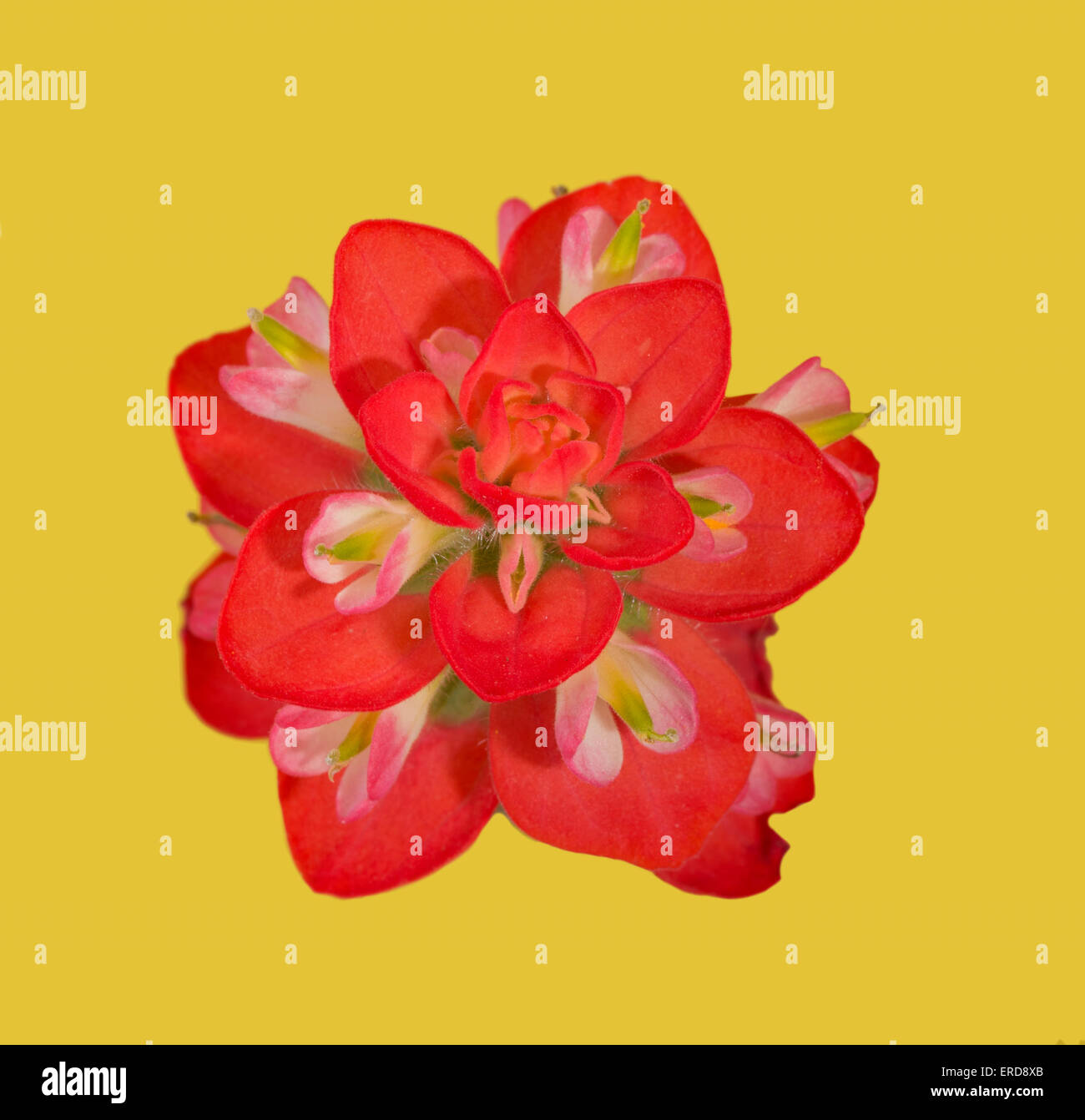 Rosso brillante fiore di un pennello indiano fiore, su sfondo giallo Foto Stock