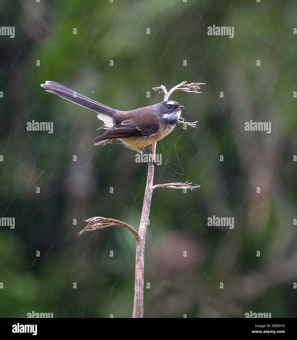 Nuova Zelanda fiocco Rhipidura fuliginosa cercando ragni sul lino in heavy rain Isola del Sud della Nuova Zelanda Foto Stock