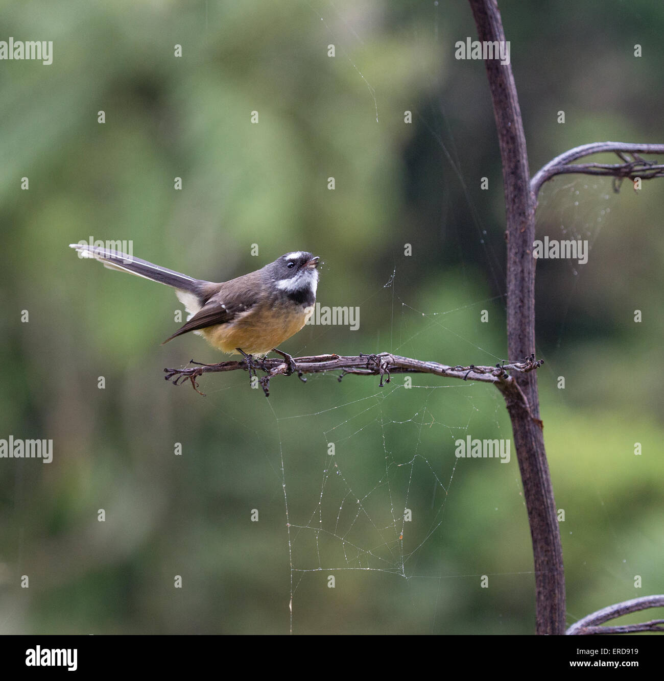 Nuova Zelanda fiocco Rhipidura fuliginosa cercando ragni sul lino in heavy rain Isola del Sud della Nuova Zelanda Foto Stock