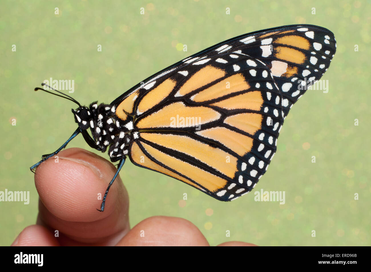 Farfalla monarca in appoggio su di un dito Foto Stock