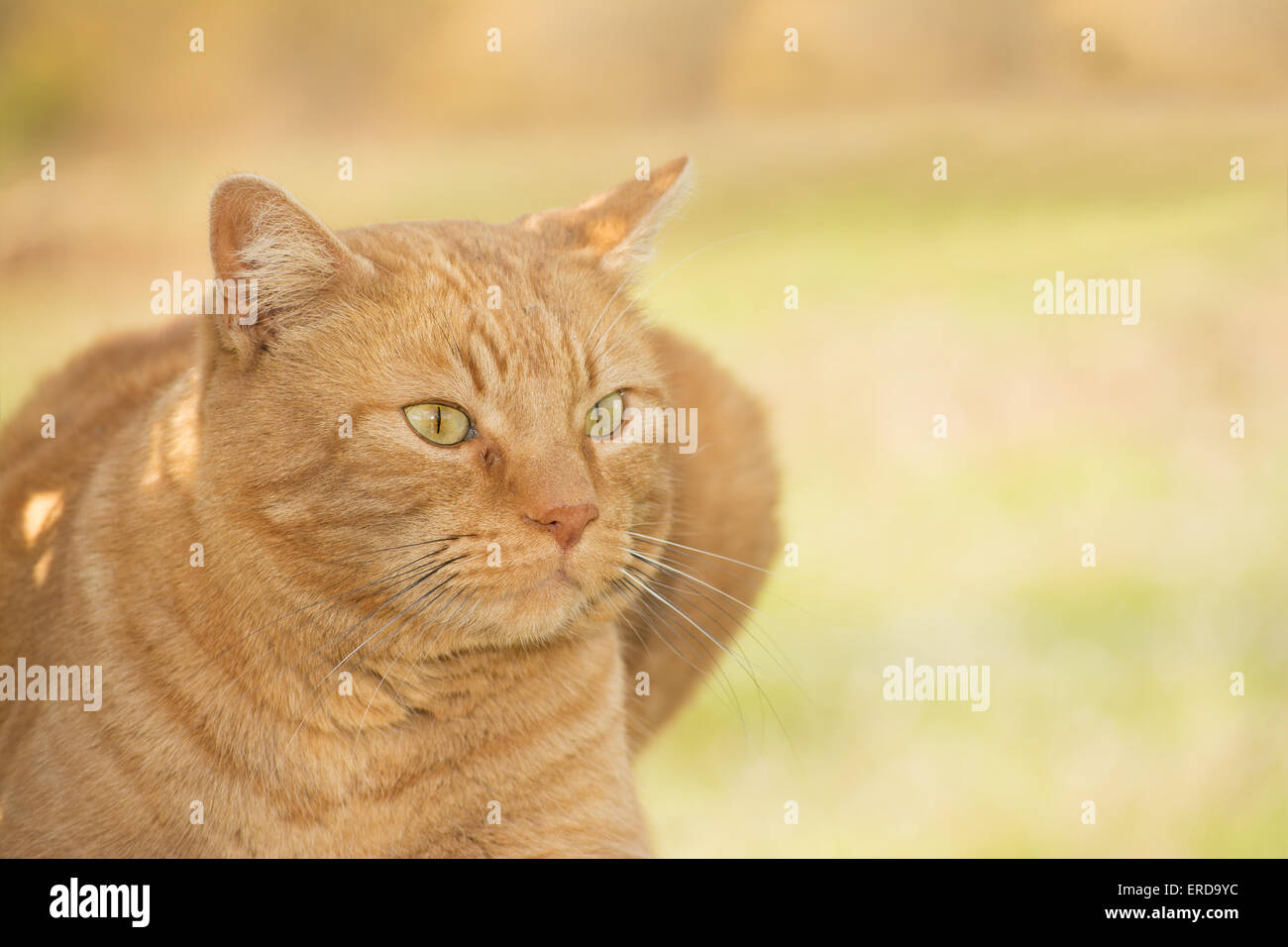 Ritratto di zenzero tabby cat e la spinge contro la molla a sfondo verde Foto Stock