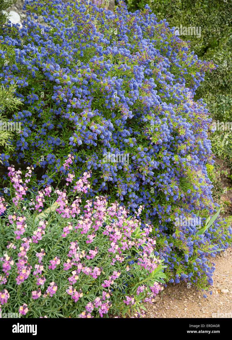 Ceanothus blu o californiana lilla e rosa Erysimum fiori in un giardino inglese di confine di fiori Foto Stock