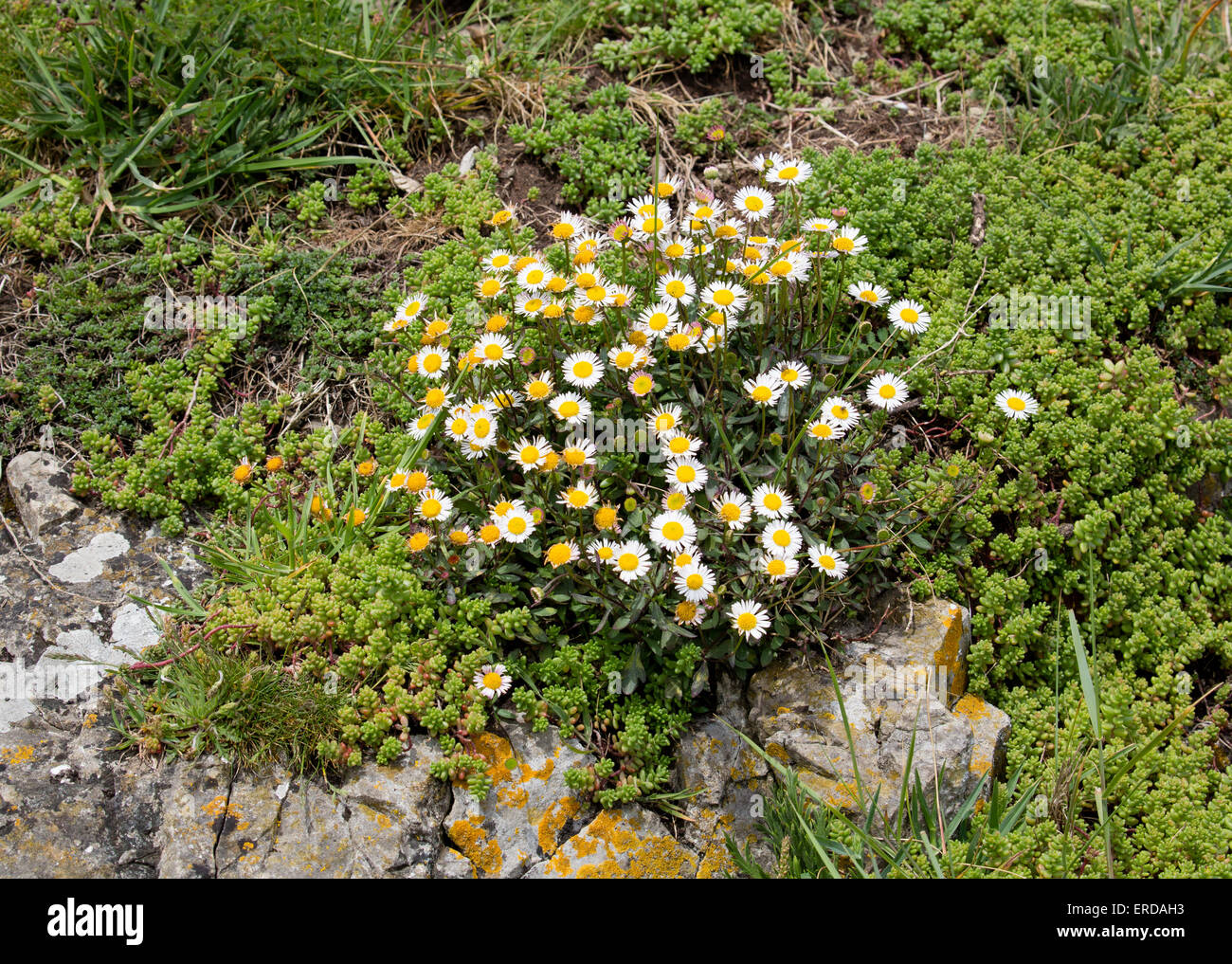 Mexican Fleabane Erigeron karvinskianus è un giardino fuggire nel Regno Unito che cresce felicemente su rupi costiere nel sud dell'Inghilterra Foto Stock