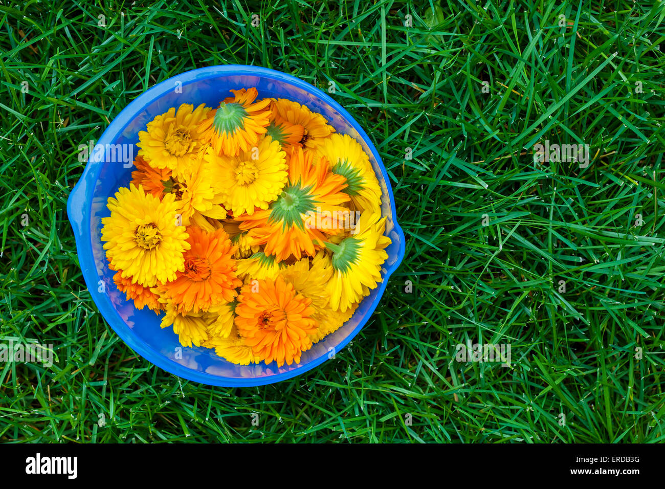 Appena raccolto medicinali fiori di calendula in vaso blu su erba verde Foto Stock