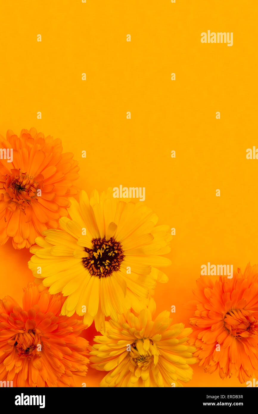 Diversi medicinali freschi o di calendula fiori di tagete disposti su sfondo arancione con spazio di copia Foto Stock