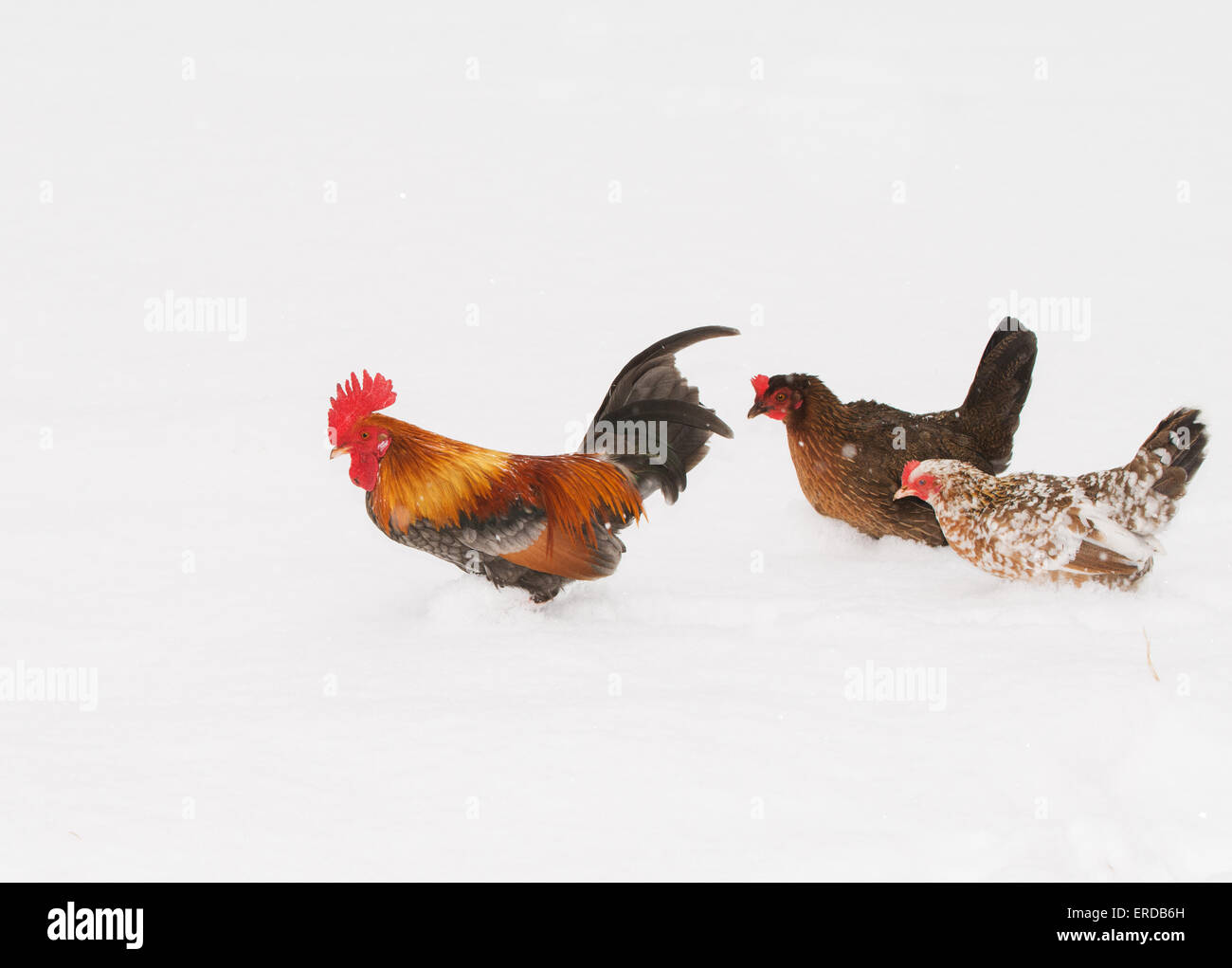 La Rooster camminando attraverso la neve profonda con due galline, in nevicata Foto Stock