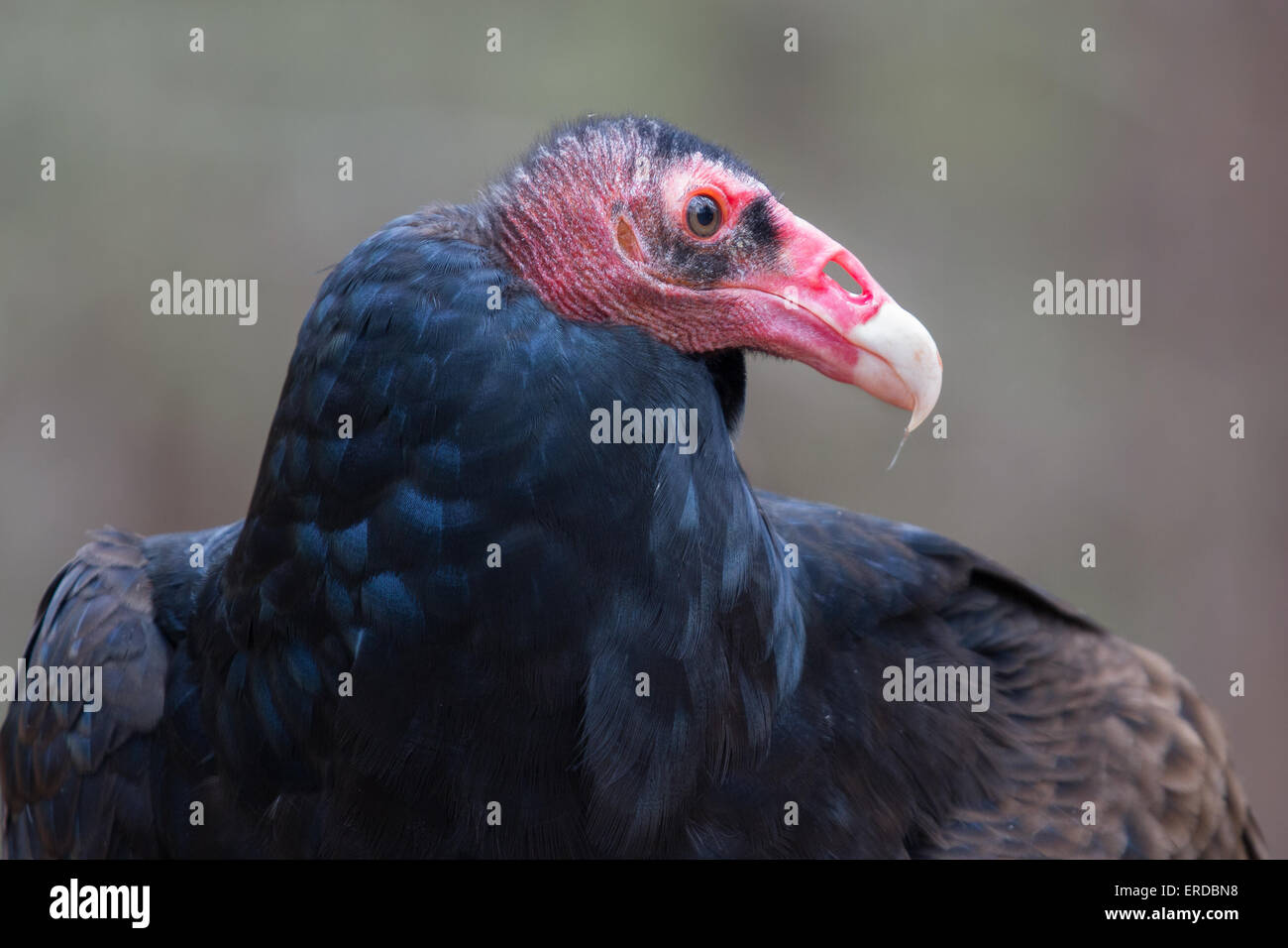 Un ritratto di un avvoltoio la Turchia Foto Stock
