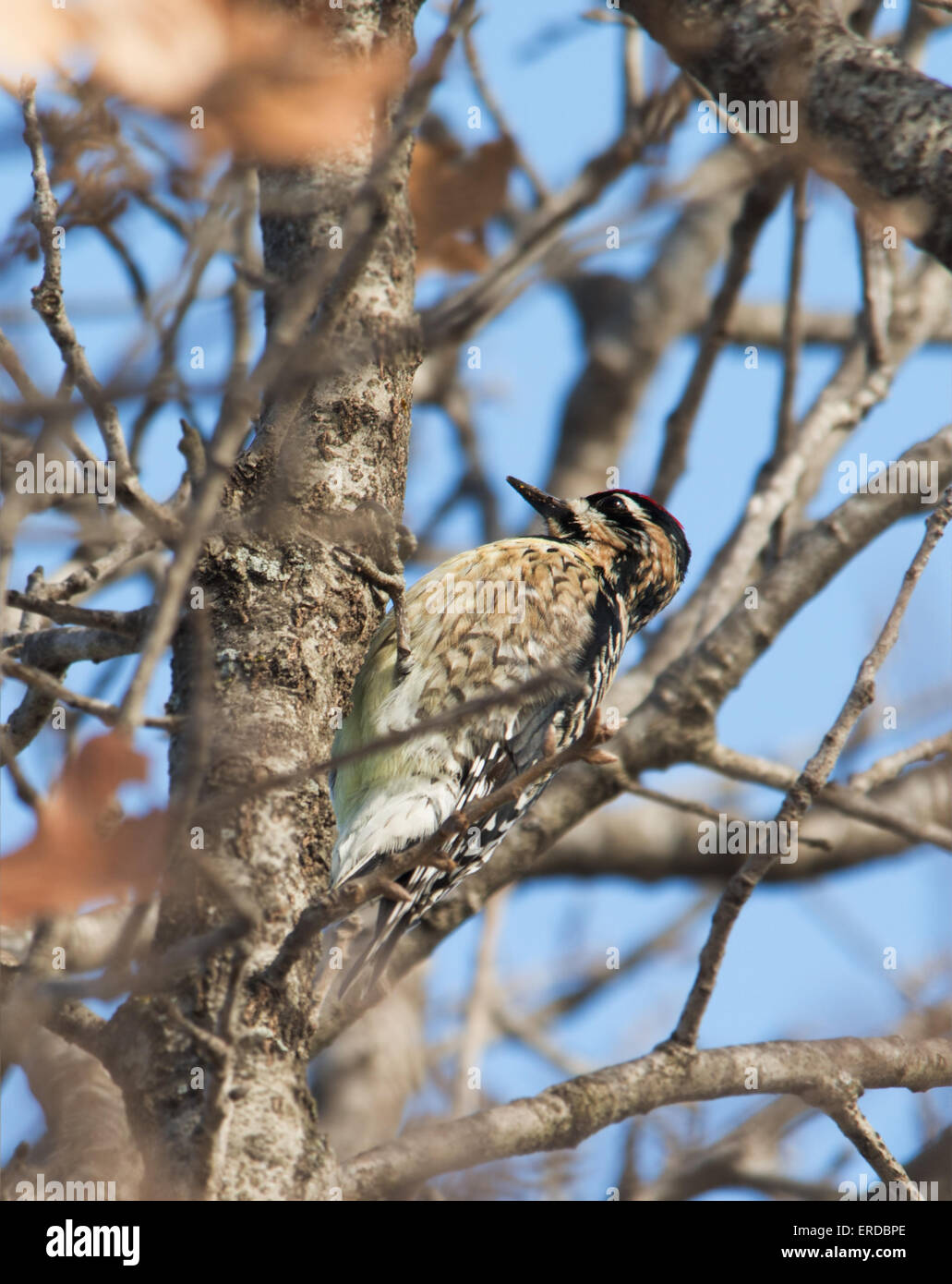 A becco giallo, Sapsucker Sphyrapicus varius, femmina in cerca di insetti in una quercia Foto Stock