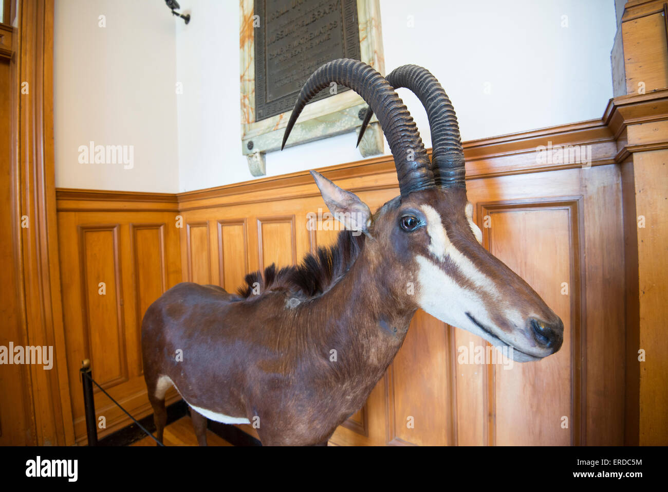 Divertimento per tutta la famiglia a Montreal, Quebec, Canada. Redpath Museum. Animali impagliati in museo. Foto Stock