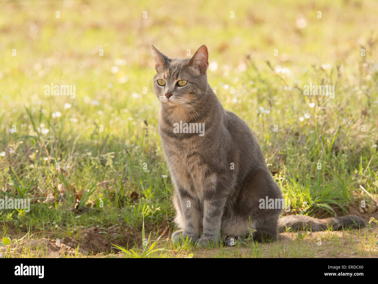 Blue tabby cat in ombra in primavera Foto Stock