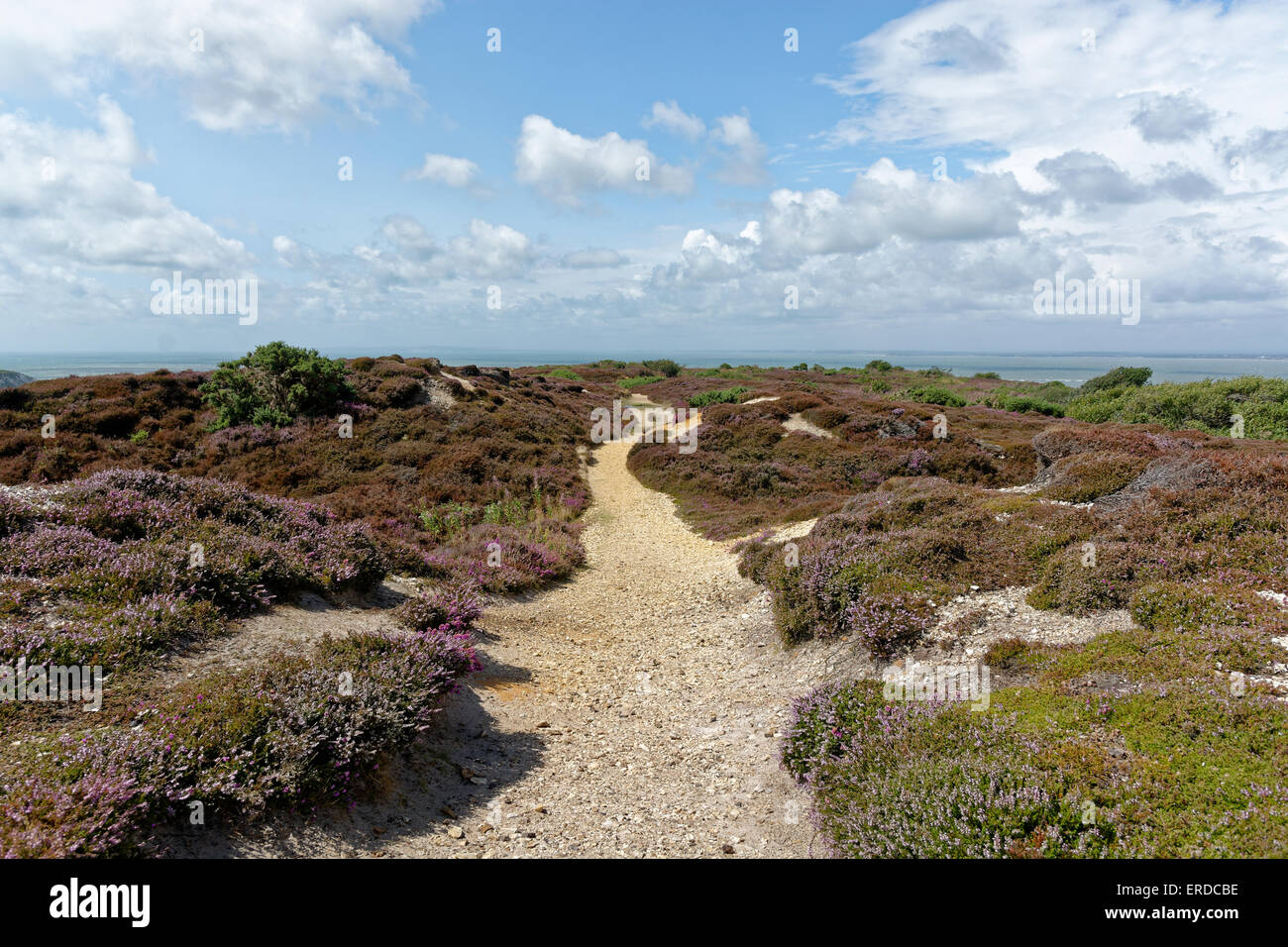 Sentiero pubblico attraverso Headon Warren, Percorso, brughiera, Headon Warren, Totland, Isle of Wight, England, Regno Unito, GB. Foto Stock