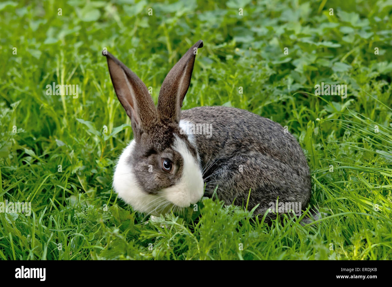 Piccolo coniglio è su un pascolo Foto Stock