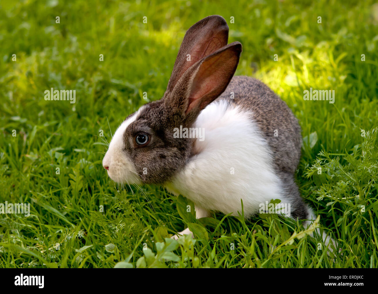 Piccolo coniglio è su un pascolo Foto Stock