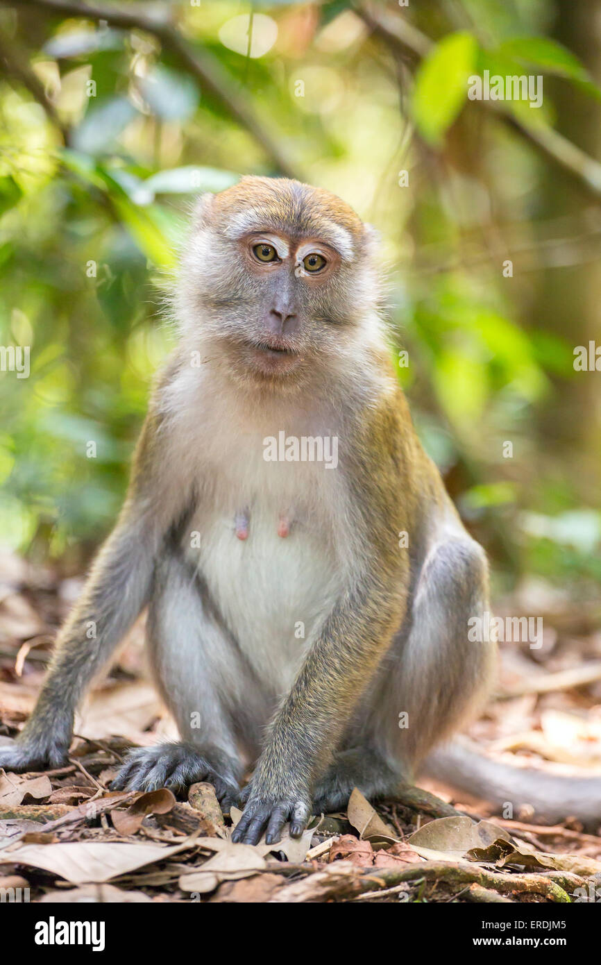 Ritratto di macaco in Gunung Leuser National Park, Sumatra, Indonesia Foto Stock