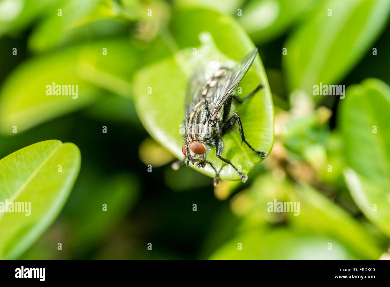 Comune Macro Housefly su foglie verdi sullo sfondo Foto Stock