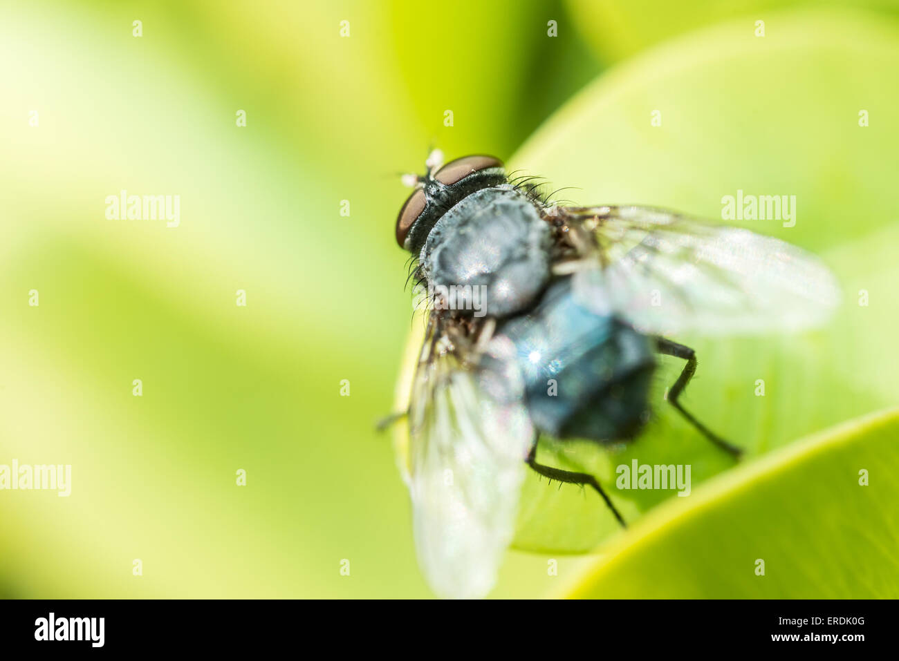 Comune Macro Housefly su foglie verdi sullo sfondo Foto Stock