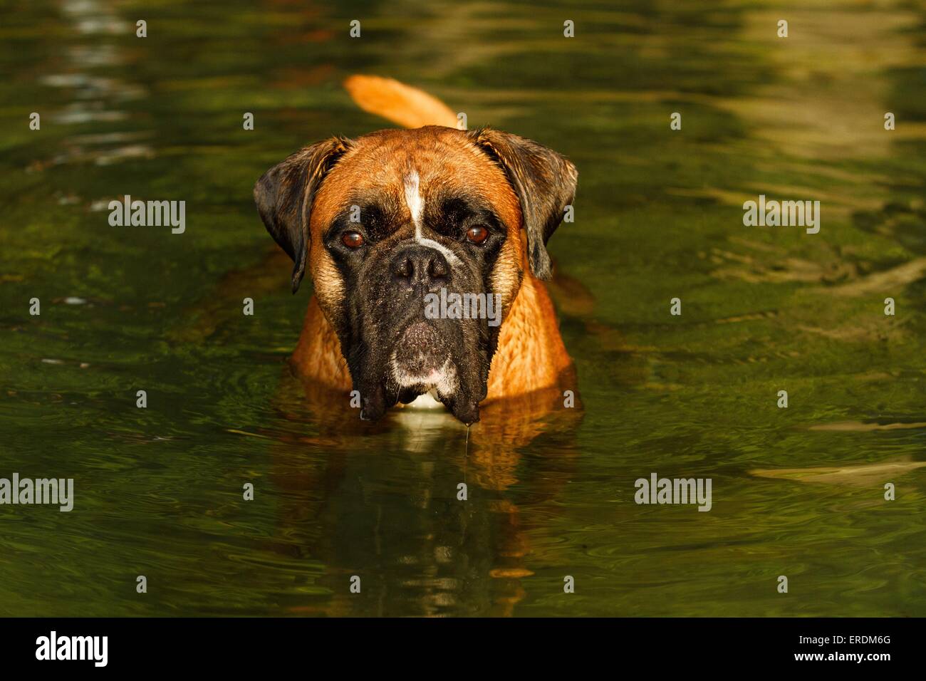 Boxer tedesche ritratto Foto Stock