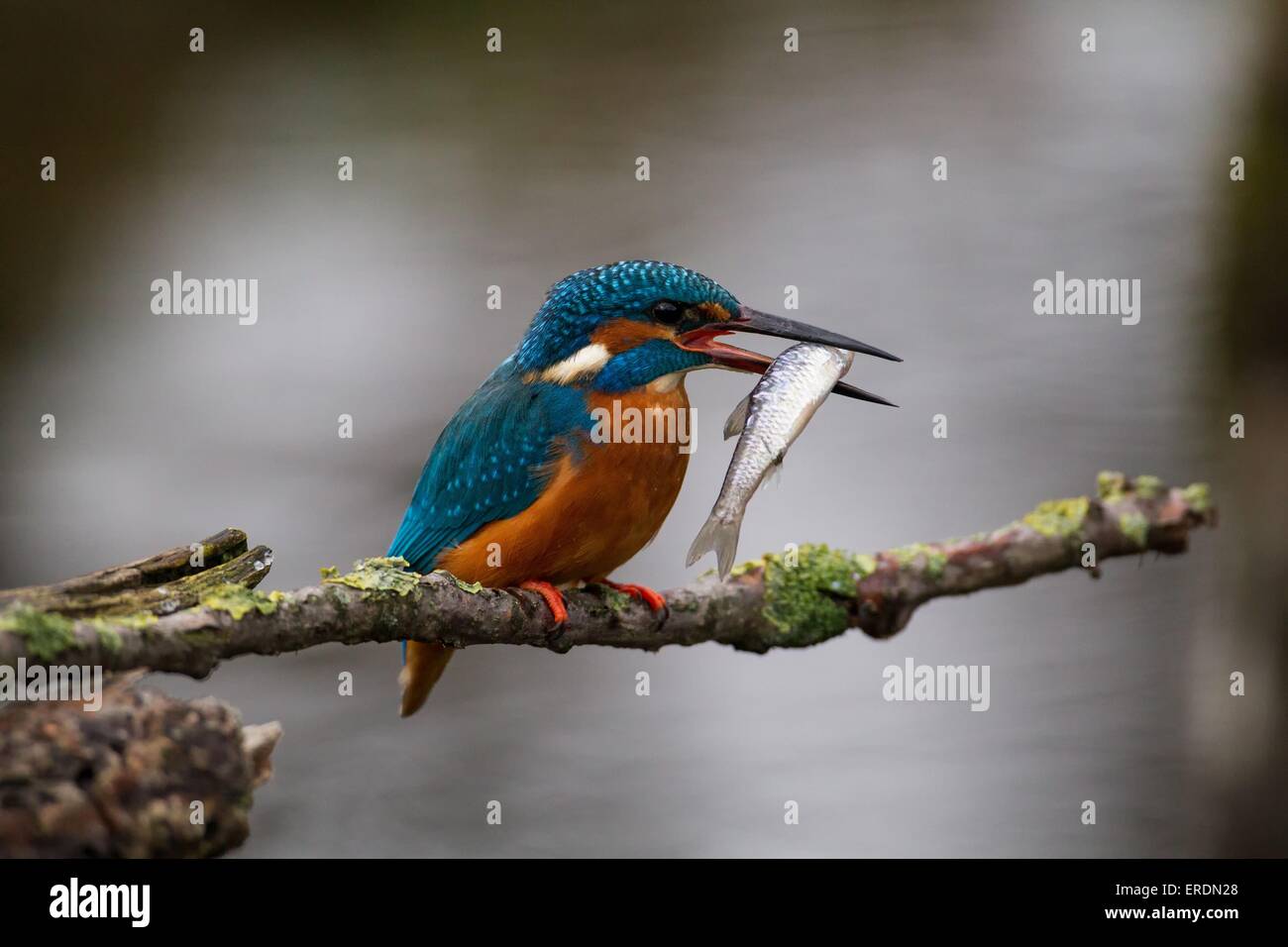 Fiume comune kingfisher Foto Stock