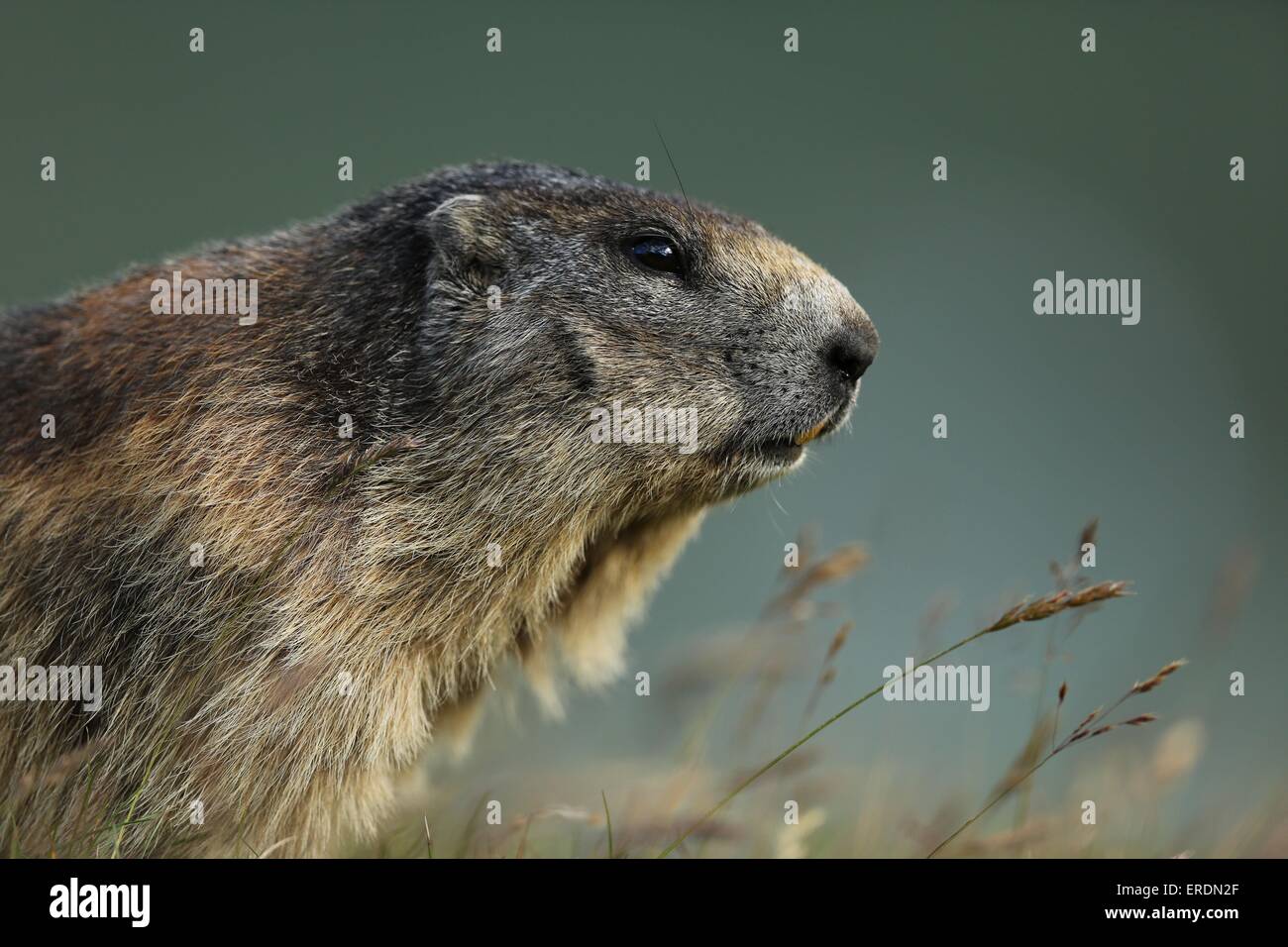 Marmotta alpina Foto Stock