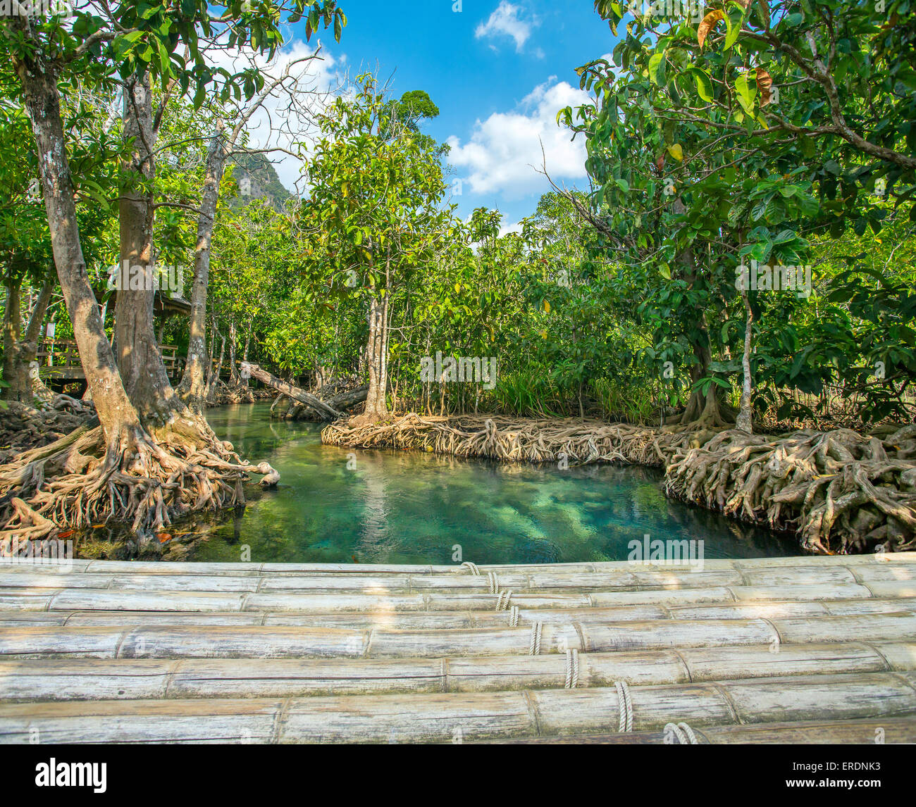 Alberi di mangrovie lungo il verde turchese acqua con un ponte di bambù nella parte anteriore Foto Stock