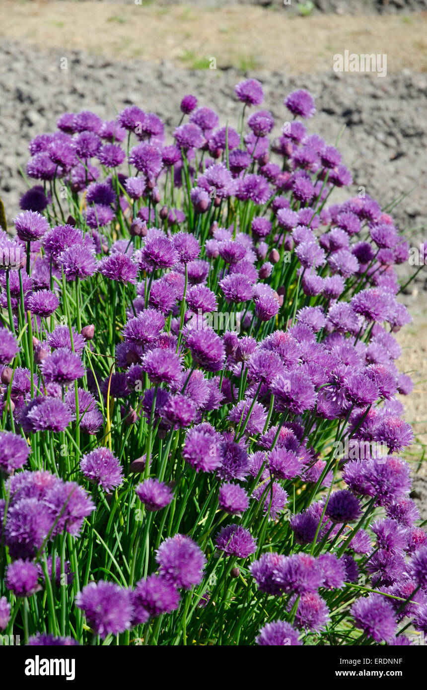 Cuscino-come i grappoli della arrotondati, fiori di colore rosa di parsimonia sono una visione comune sulle rupi costiere, spiagge di ciottoli e le dune di sabbia Foto Stock