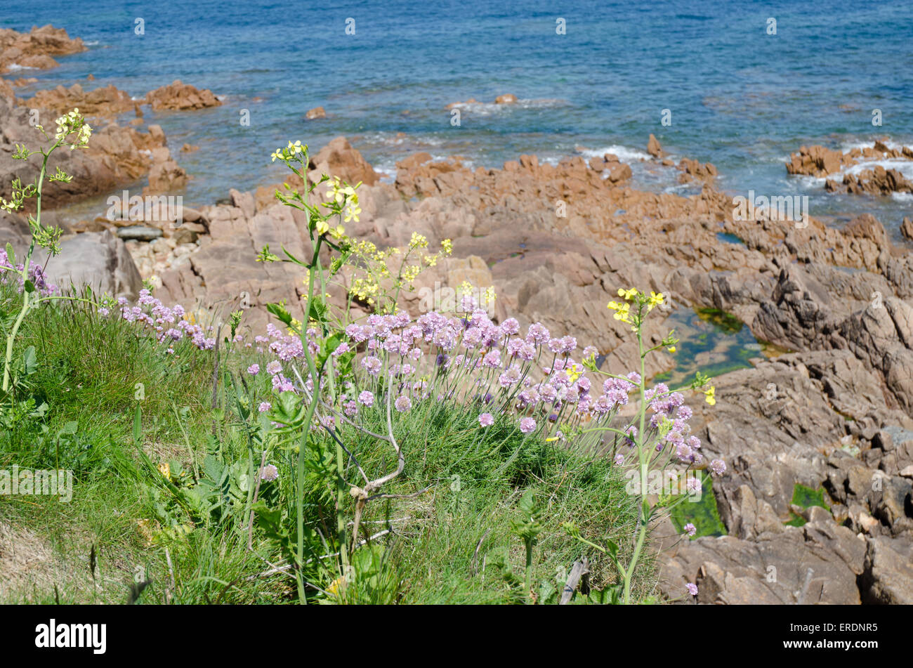 Cuscino-come i grappoli della arrotondati, fiori di colore rosa di parsimonia sono una visione comune sulle rupi costiere, spiagge di ciottoli e le dune di sabbia Foto Stock