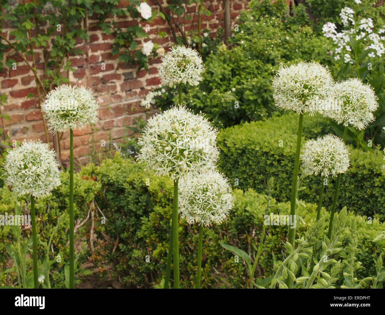 Un gruppo di grandi dimensioni Alliums bianco contro un mattone il muro del giardino Foto Stock