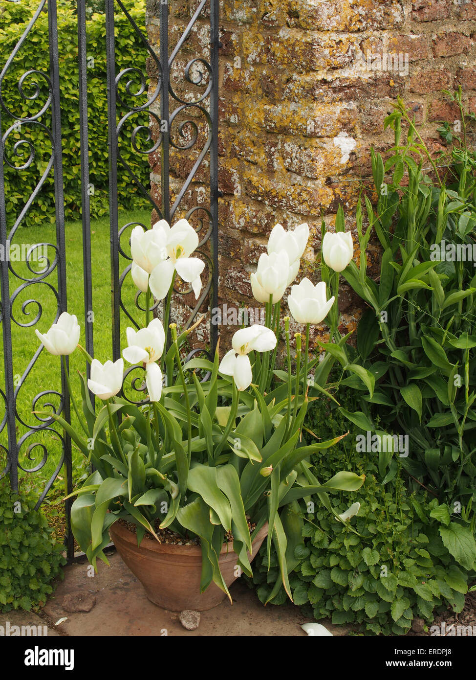 Un gruppo di tulipani bianca fioritura in un vaso di fiori contro un muro di mattoni e una decorazione cancello di ferro Foto Stock