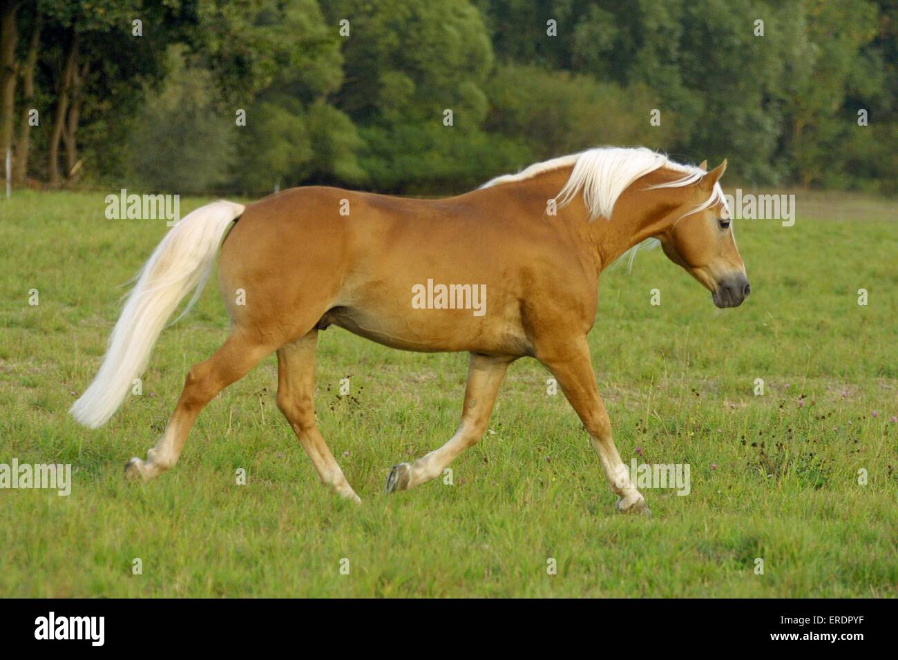 cavallo al trotto Foto Stock