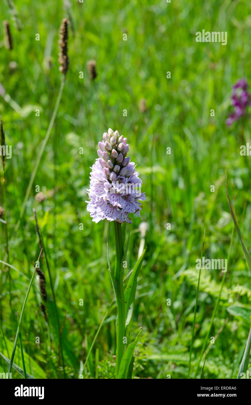 Dactylorhiza fuchsii comune campo di orchidee erbe erba dei prati a Guernsey Foto Stock