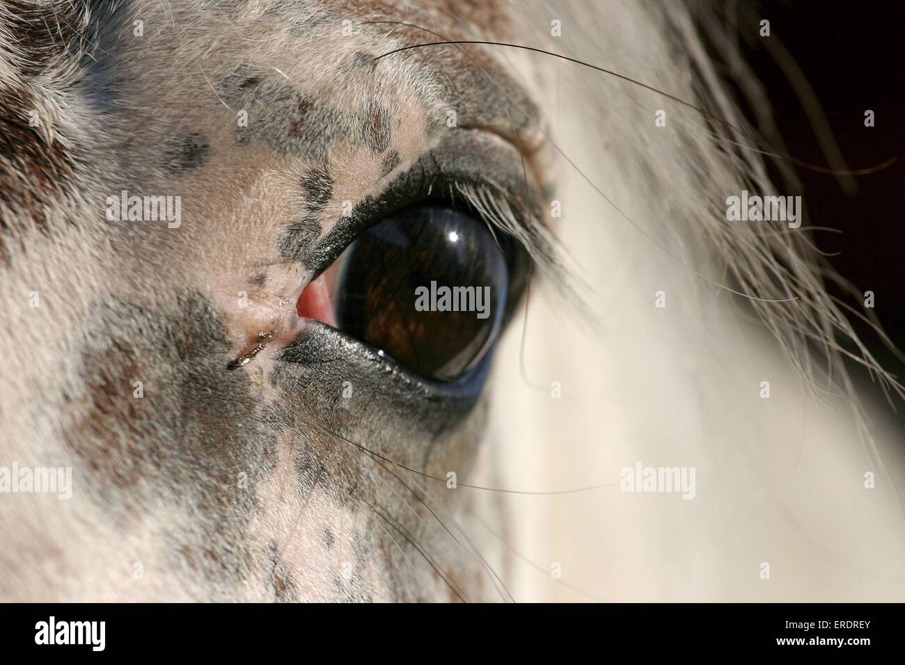 horseeye Foto Stock