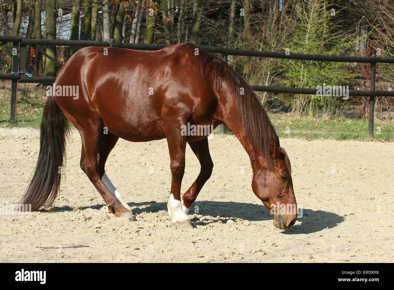 Warmblood Foto Stock