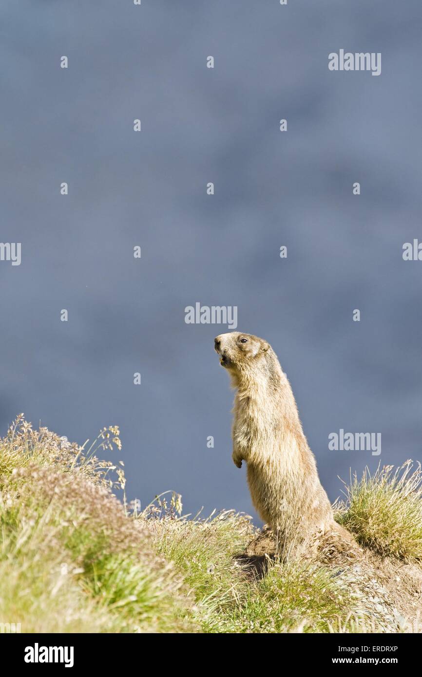 Marmotta alpina Foto Stock