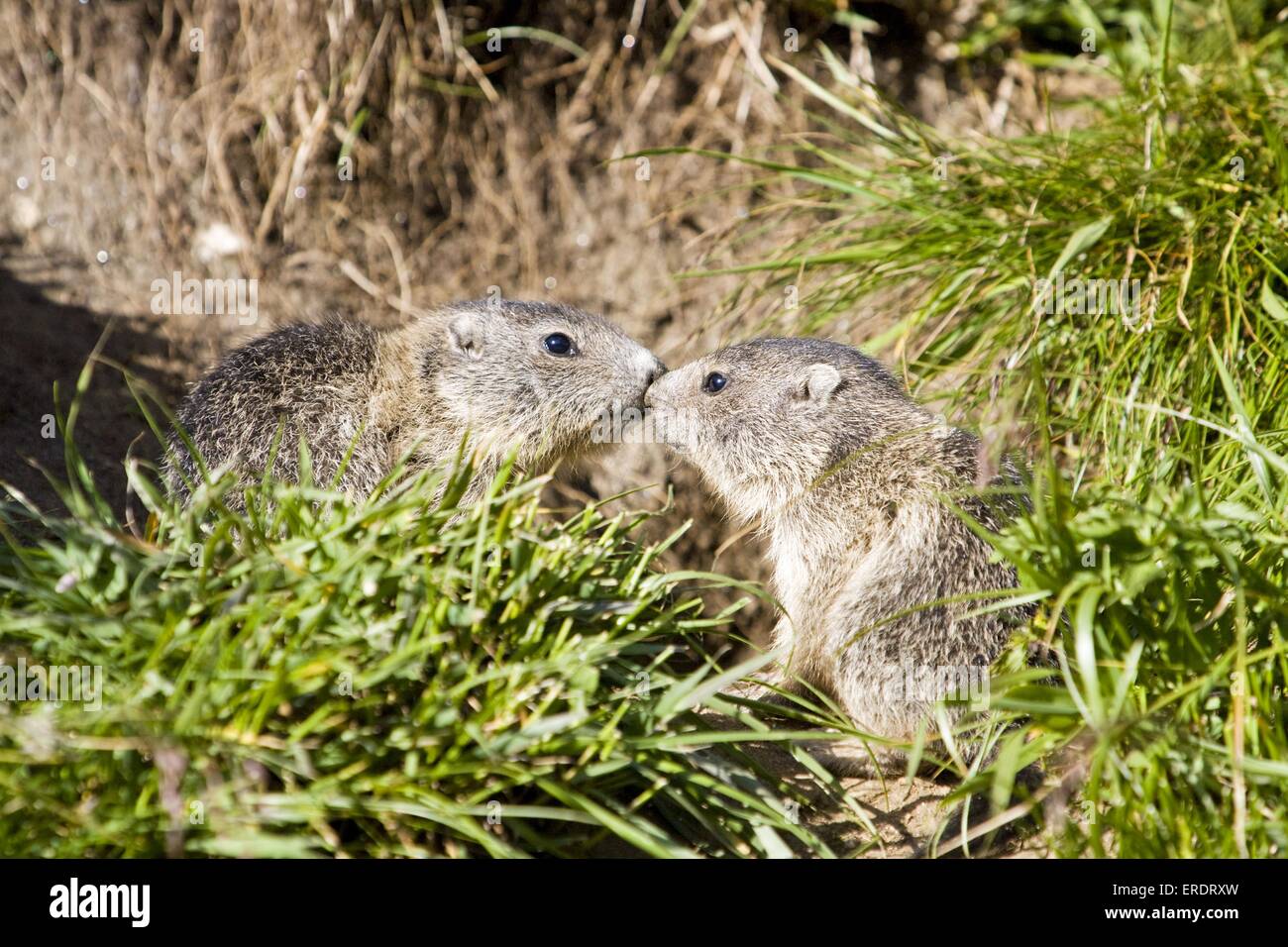 Marmotte Foto Stock