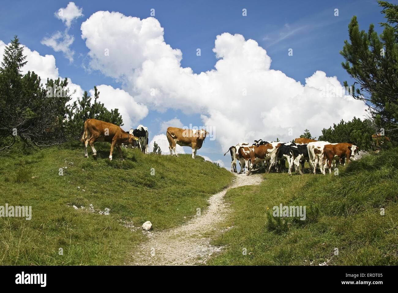 razza di Simmental Foto Stock