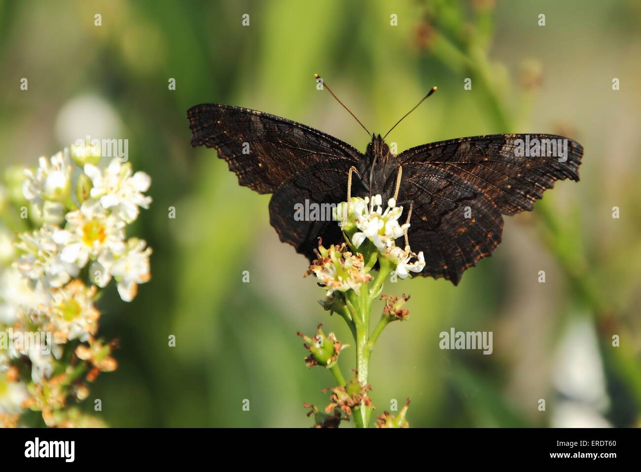 Unione farfalla pavone Foto Stock