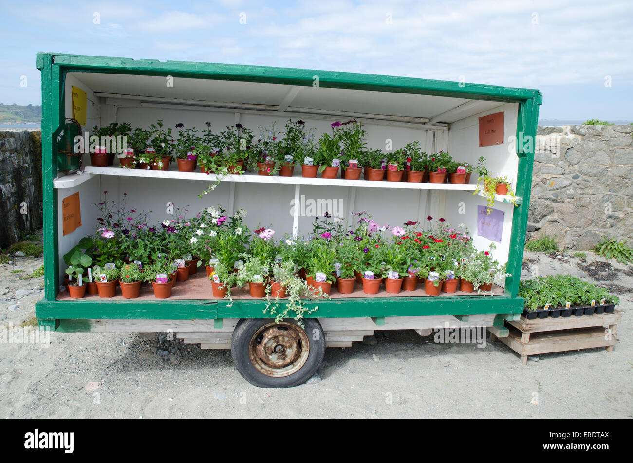 Guernsey tradizionale 'hedge Veg' bancarella vendendo piante sul lato della strada Foto Stock