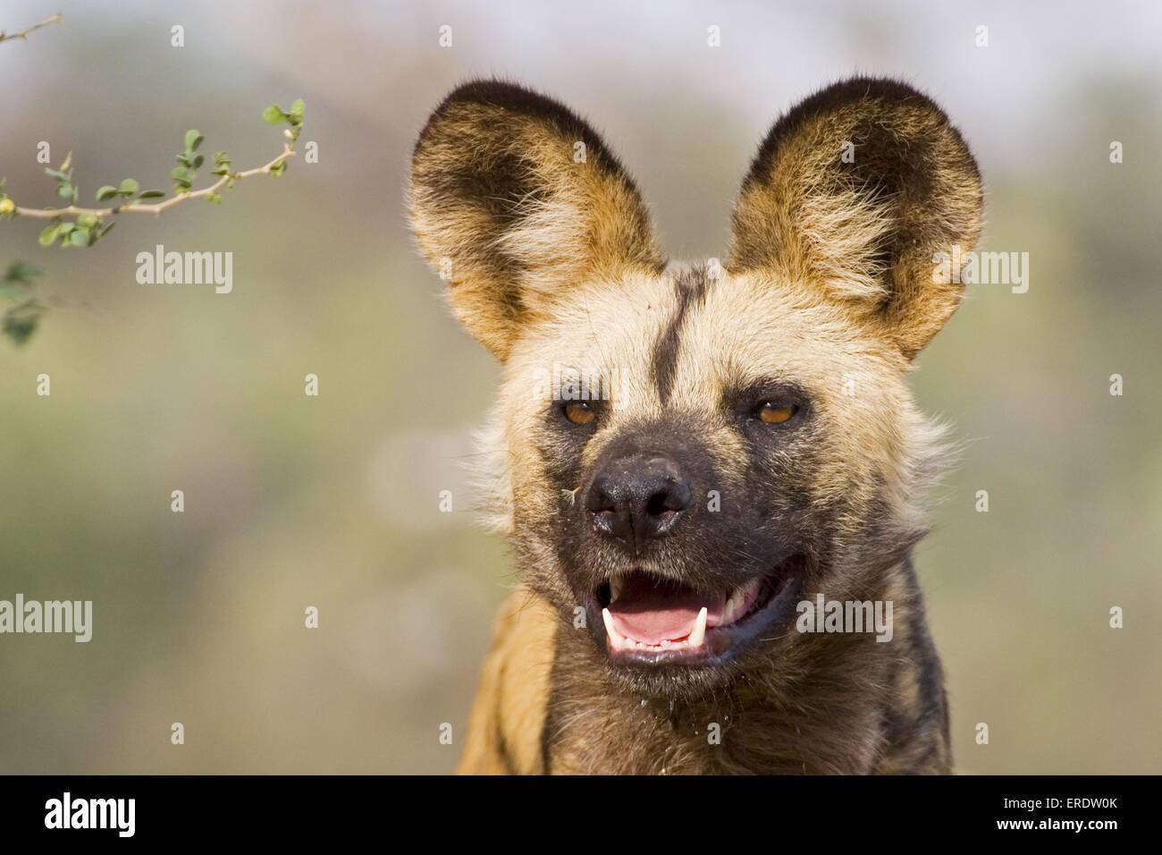 African Hunting dog Foto Stock