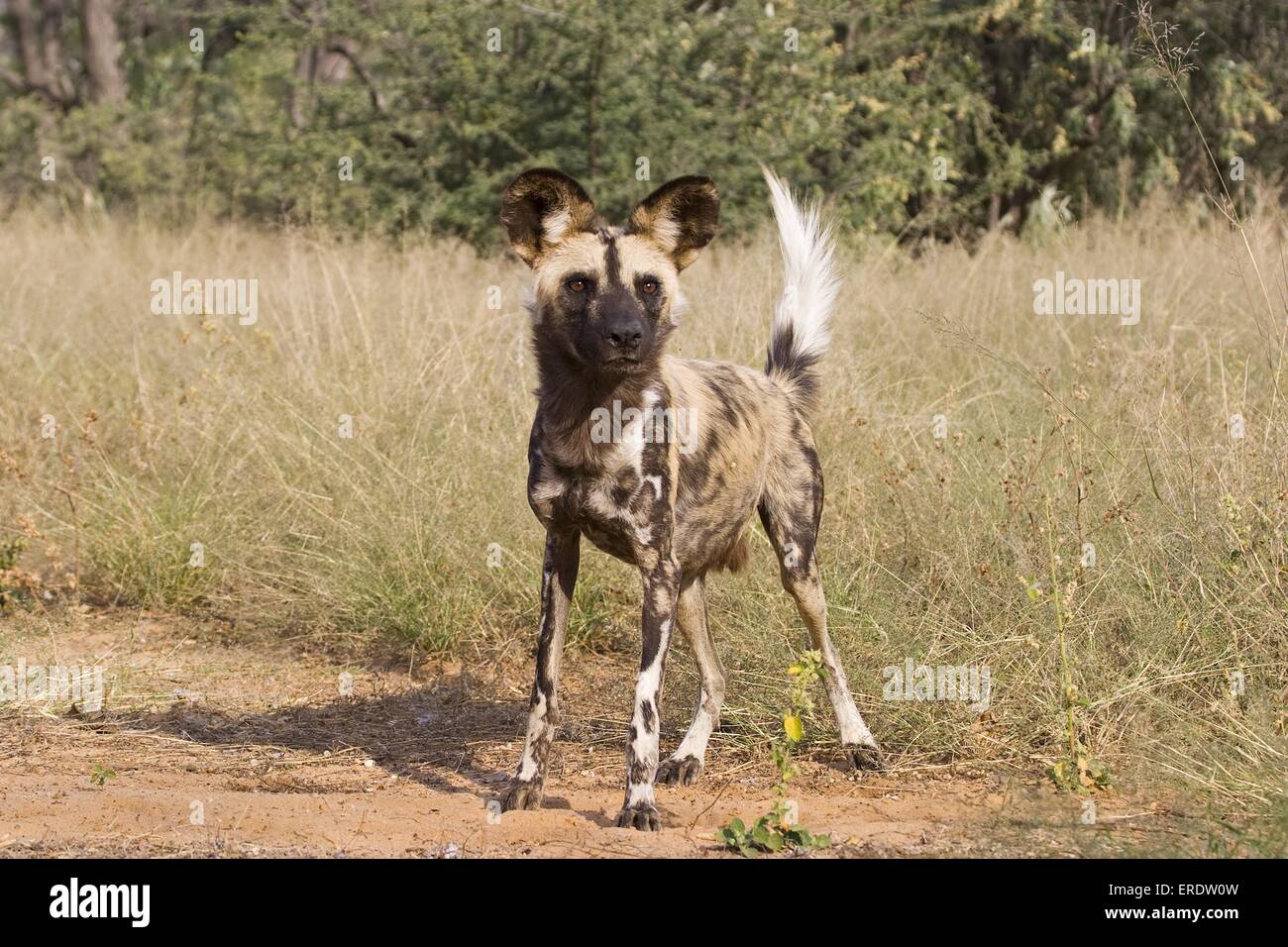 African Hunting dog Foto Stock