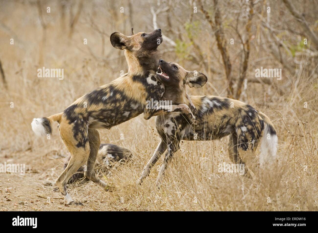 African Hunting dog Foto Stock