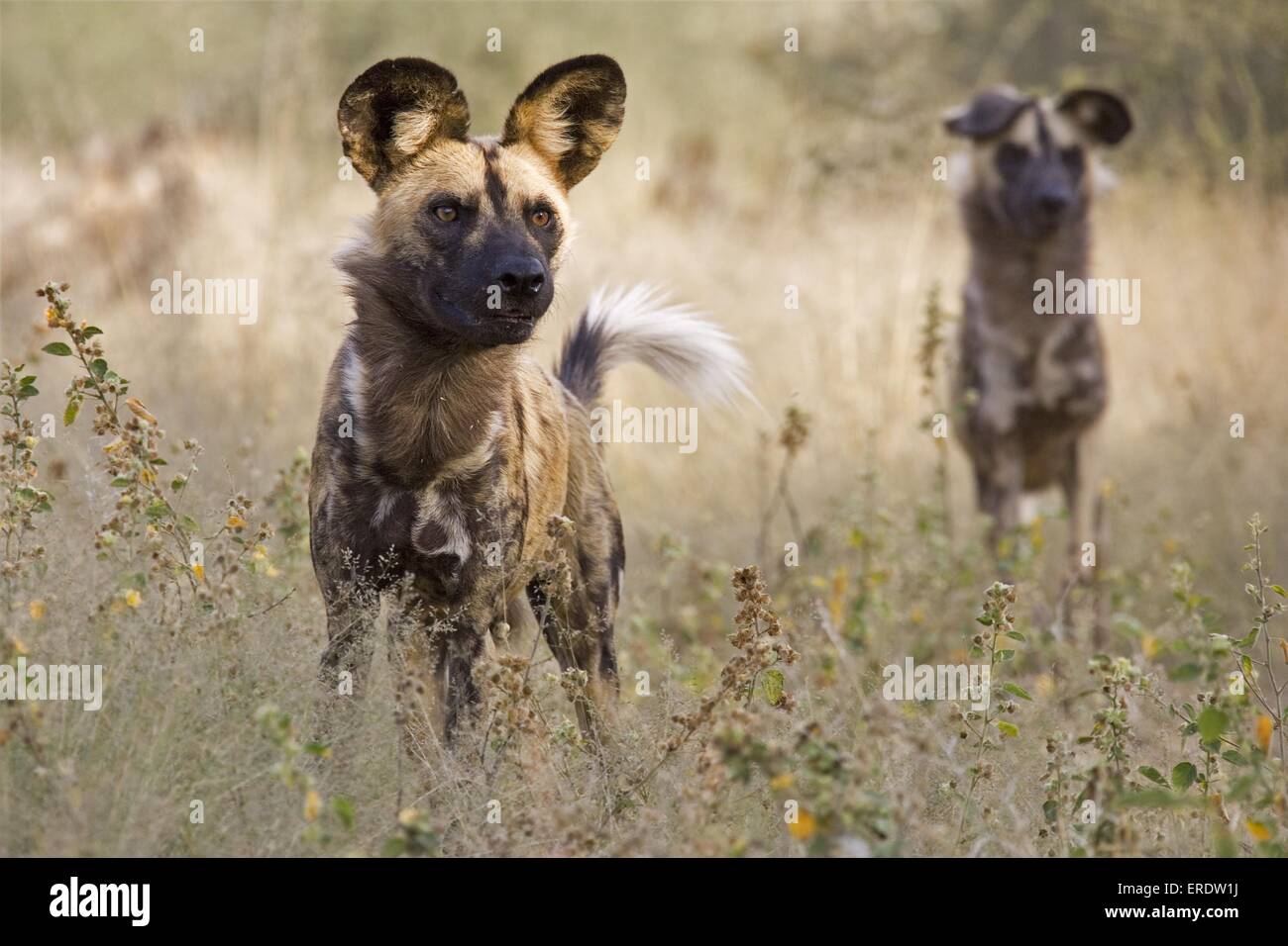 African Hunting dog Foto Stock