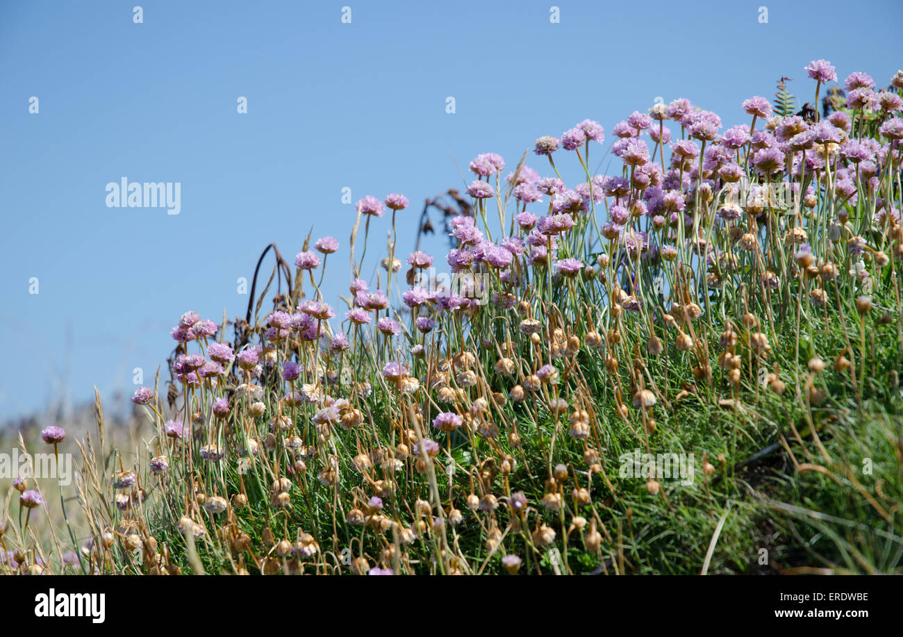 Cuscino-come i grappoli della arrotondati, fiori di colore rosa di parsimonia sono una visione comune sulle rupi costiere, spiagge di ciottoli e le dune di sabbia Foto Stock